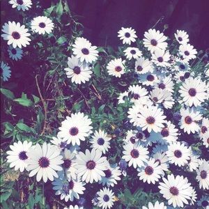 Meet your Posher, Isabella